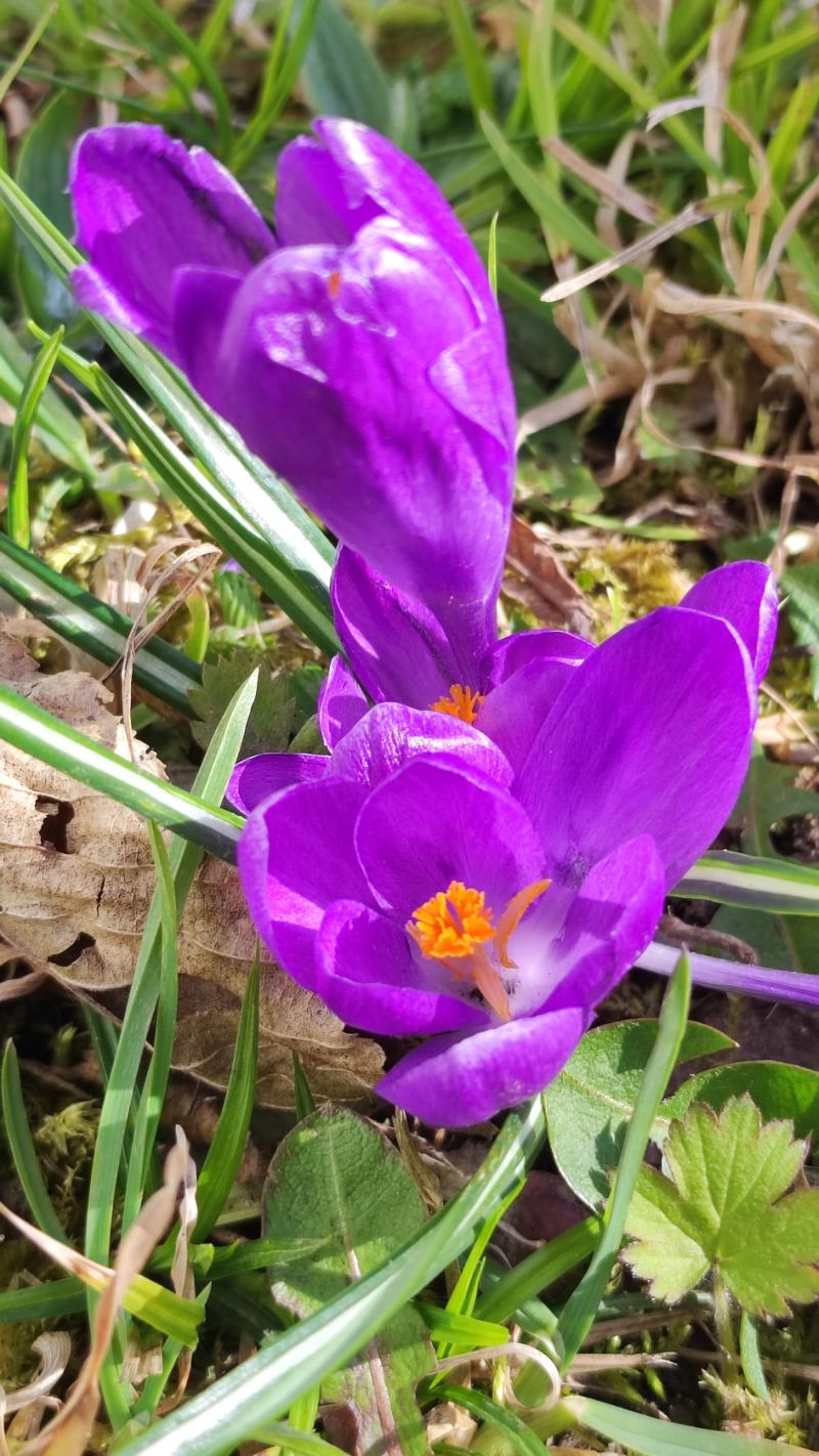 Blumen1